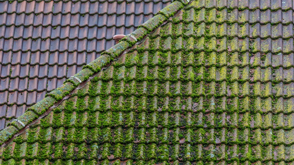 Moss Bad for Your Roof